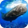 抹香鲸模拟器 V1.0 安卓版